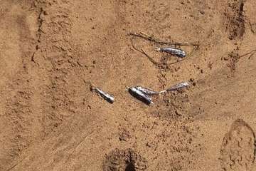 Centenares de peces aparecen muertos en Maspalomas y Playa del Inglés/TA.